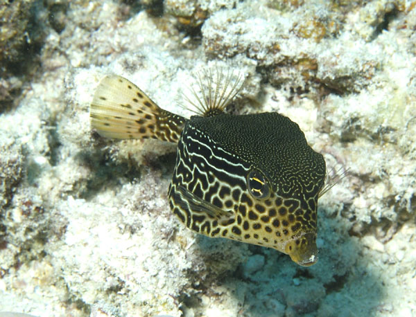 Ostracion solorensis (Pesce scatola striato)